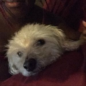 Meet your Posher, Billy